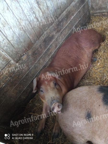 Duroc male piglet