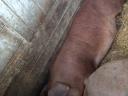 Purcel Duroc mascul