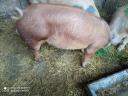 Purcel Duroc mascul