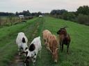 Goats for sale in Heves county, near Eger