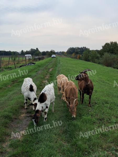 Goats for sale in Heves county, near Eger