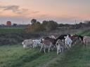 Goats for sale in Heves county, near Eger