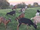 Goats for sale in Heves county, near Eger