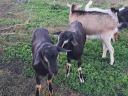 Goats for sale in Heves county, near Eger