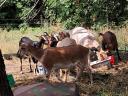 Goats for sale in Heves county, near Eger