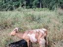 Goats for sale in Heves county, near Eger