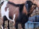 Goats for sale in Heves county, near Eger