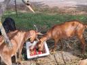 Goats for sale in Heves county, near Eger