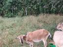 Goats for sale in Heves county, near Eger