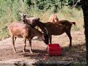 Goats for sale in Heves county, near Eger