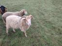 Our sheep for sale in Heves county