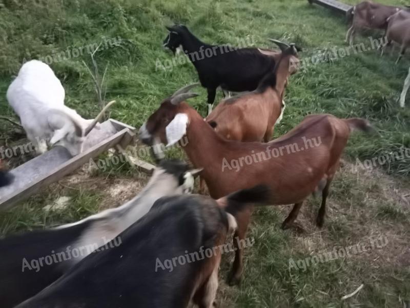 Goats for sale