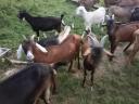 For sale 5 goats