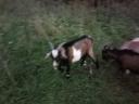 For sale 5 goats