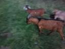 For sale 5 goats