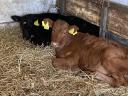 Fattening calves, heifer bulls