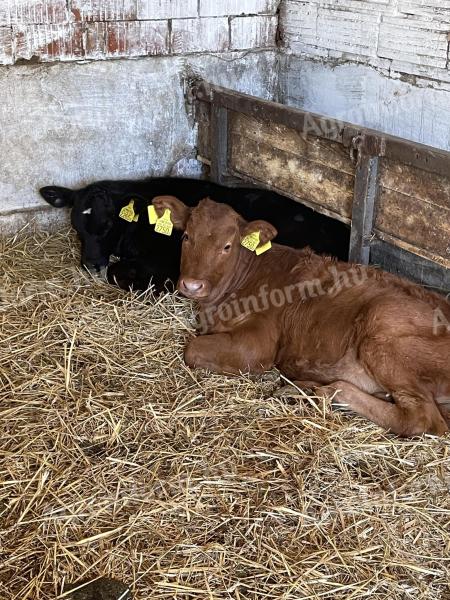 Fattening calves, heifer bulls