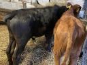 Fattening calves, heifer bulls