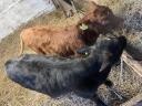 Fattening calves, heifer bulls