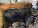 Fattening calves, heifer bulls