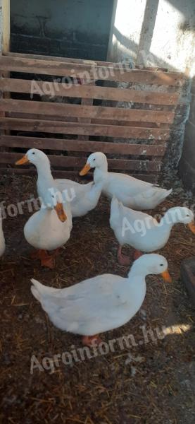 Ducks for sale