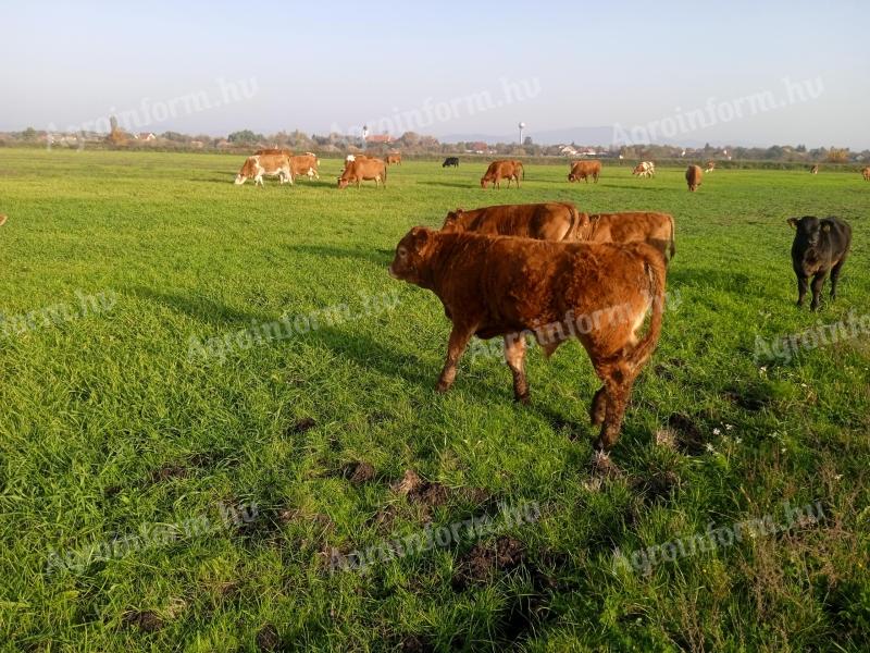 Cattle for sale