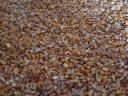 Maize for sale