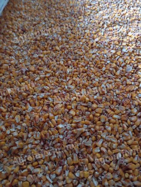 Maize for sale