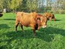 Beef cattle for sale