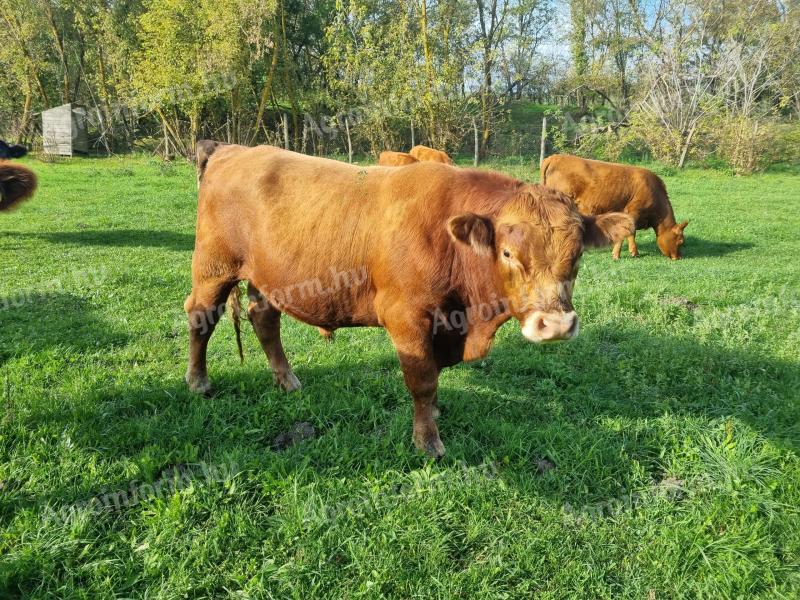 Fleischvieh zu verkaufen