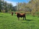 Beef cattle for sale