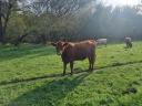 Beef cattle for sale