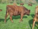 Beef cattle for sale