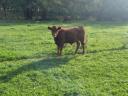 Beef cattle for sale