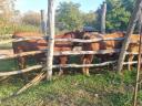 Beef cattle for sale