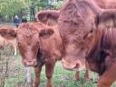 Beef cattle for sale