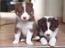 Border collie breed puppies