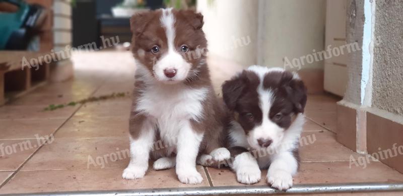 Štenci Border Colliea