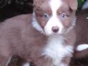 Border collie breed puppies