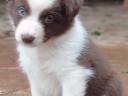 Border collie breed puppies