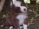 Border collie breed puppies