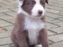 Catelusi din rasa Border Collie