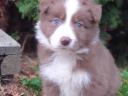 Border collie breed puppies