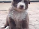 Border collie breed puppies