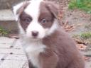 Border collie breed puppies