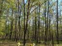 Im Wald steht ein für den Bau eines Einfamilienhauses geeignetes Grundstück zum Verkauf