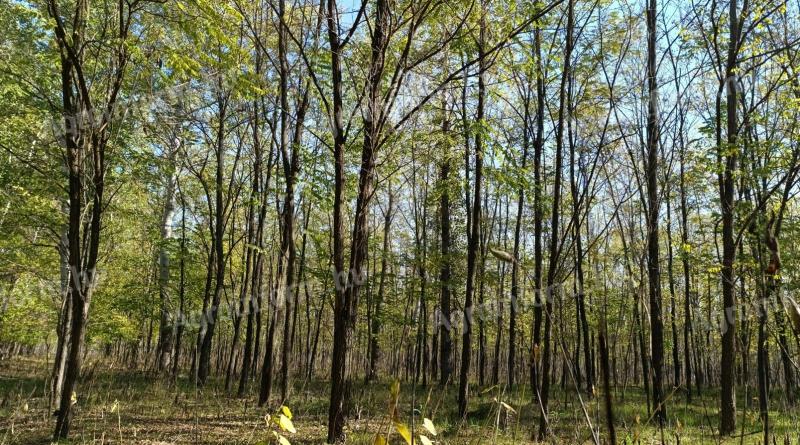 Im Wald steht ein für den Bau eines Einfamilienhauses geeignetes Grundstück zum Verkauf