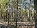 Im Wald steht ein für den Bau eines Einfamilienhauses geeignetes Grundstück zum Verkauf