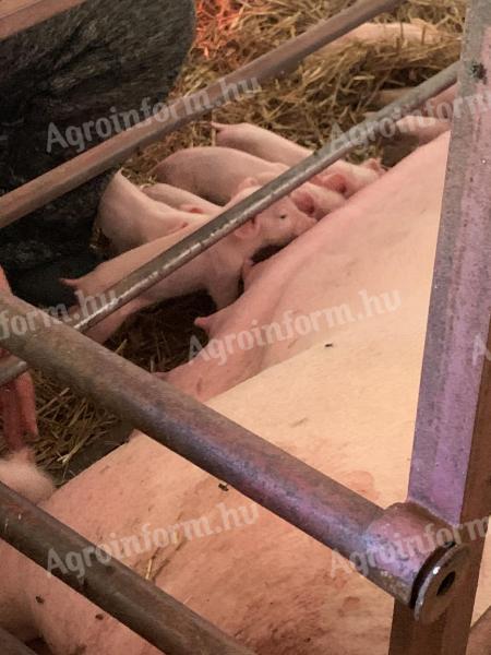 Ajutor (cu cazare) pentru porci la o fermă