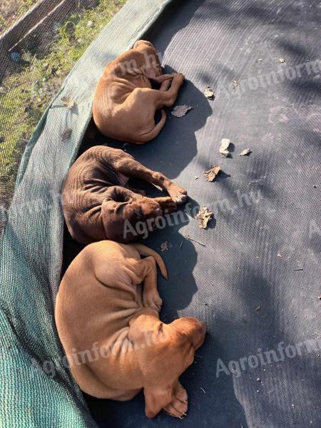 Vizsla puppies